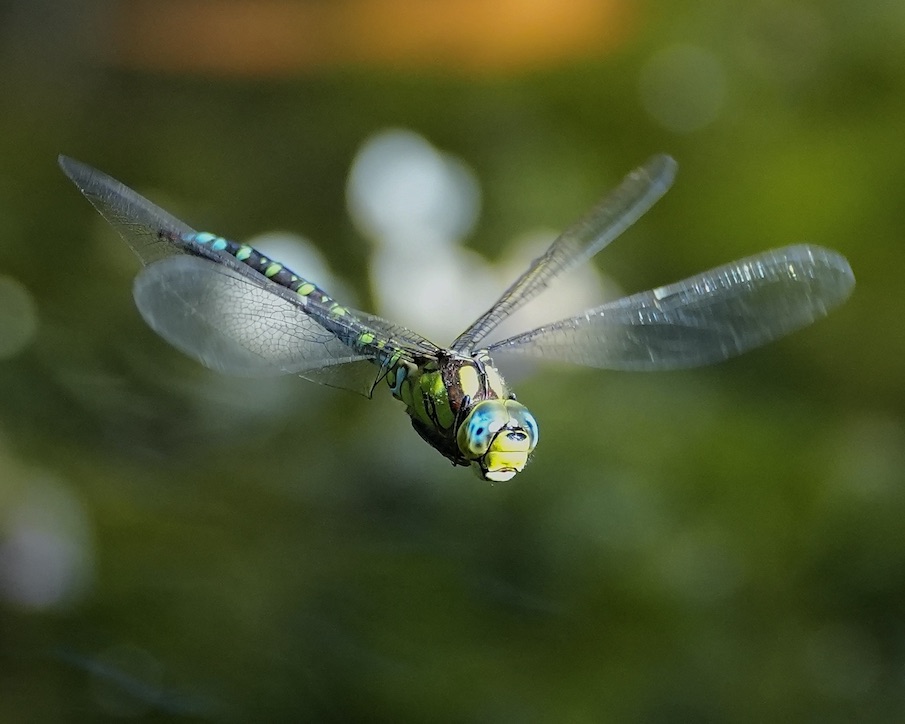 southern hawker
